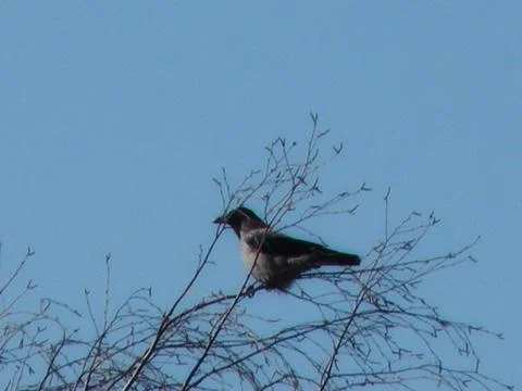 Hooded Crow Perched on Bare Tree Branches Against Blue Sky Stock Photos