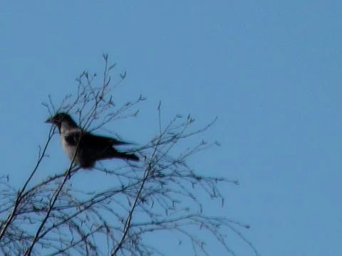 Hooded crow perched on bare tree branches against a clear blue winter sky Stock Photos