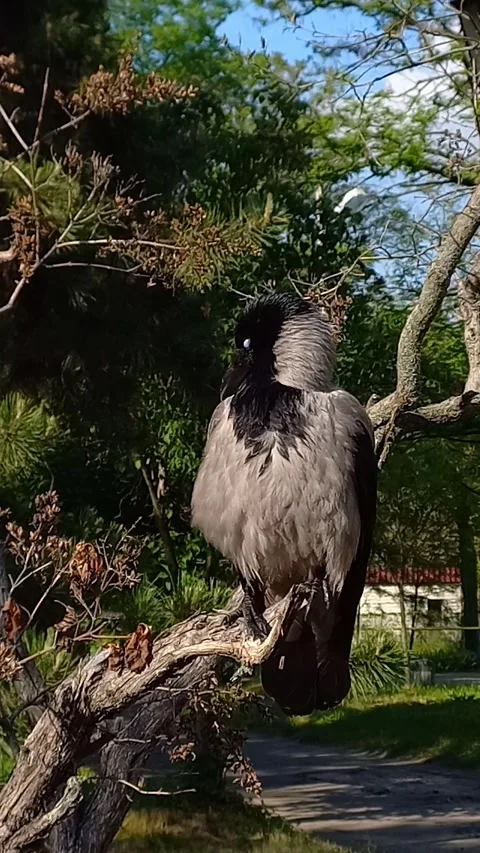Hooded Crow Perched on Tree Branch Preening Feathers in City Park Stock Footage 342286876
