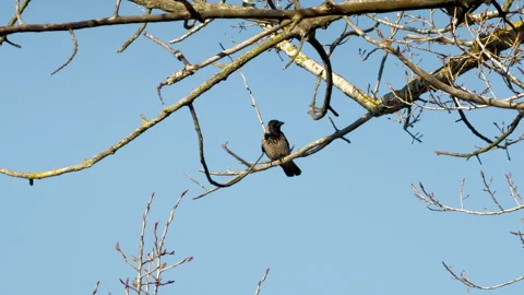 Hooded Crow Perches On Bare Tree Branch Against Clear Blue Sky Stock Footage 333299807