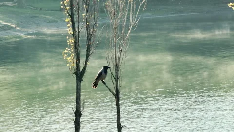 Hooded Crow Perches On Thin Tree Branch Over Misty Morning Lake Stock Footage 333299777