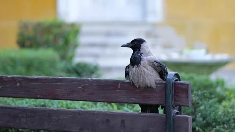 Hooded crow perching and preening on a park bench Stock Footage 340920669