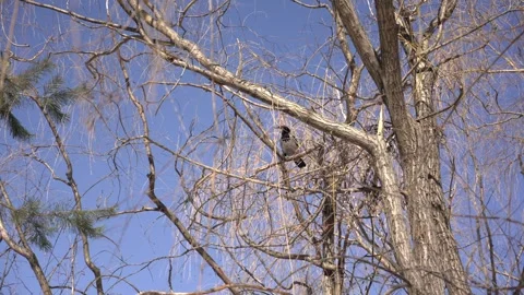 Hooded crow perching on a bare tree branch Stock Footage 331805083