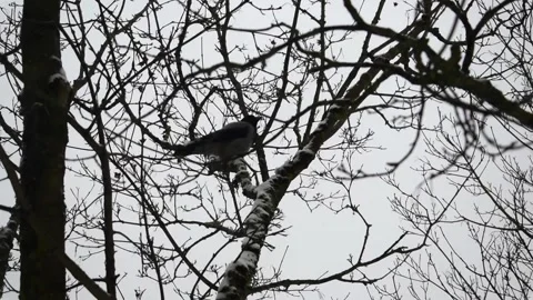 Hooded crow perching on snowy tree branch in winter park Stock Footage 343137014