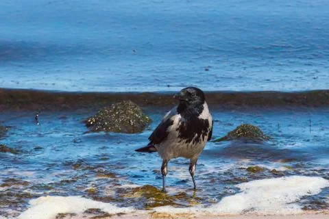 Hooded crow Stock Photos