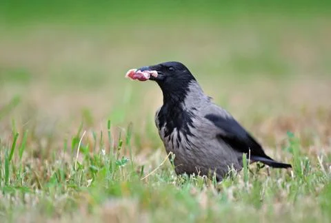Hooded crow Stock Photos