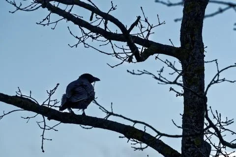 Hooded crow Stock Photos
