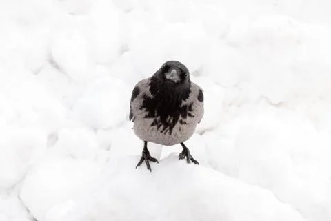 Hooded crow Stock Photos