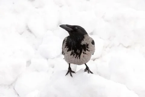 Hooded crow Stock Photos