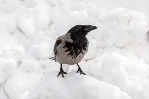 Hooded crow Stock Photos