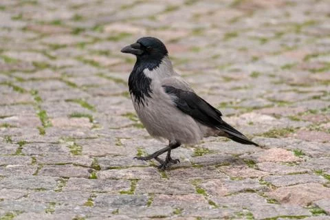 Hooded crow Stock Photos