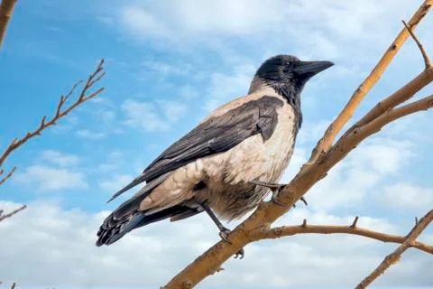 Hooded crow Stock Photos