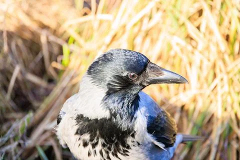 Hooded crow Foto stock