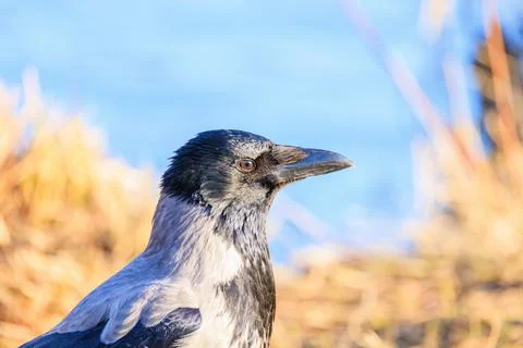Hooded crow Stock-Fotos
