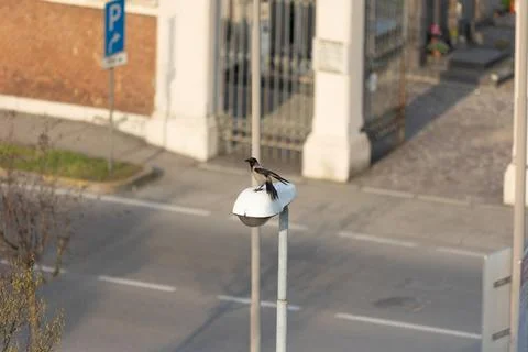 Hooded crow Stock Photos