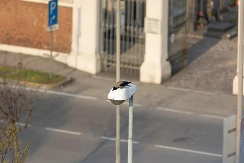 Hooded crow Stock Photos