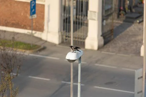 Hooded crow Foto stock