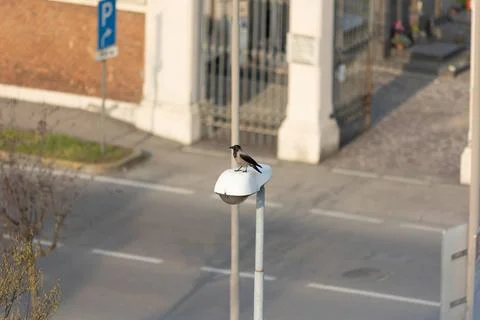 Hooded crow Stock Photos