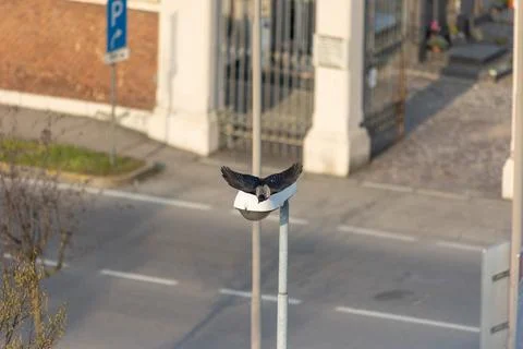 Hooded crow Stock Photos