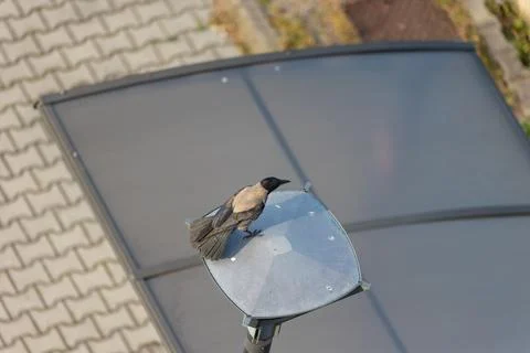 Hooded crow Stock Photos