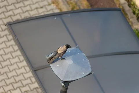 Hooded crow Stock Photos