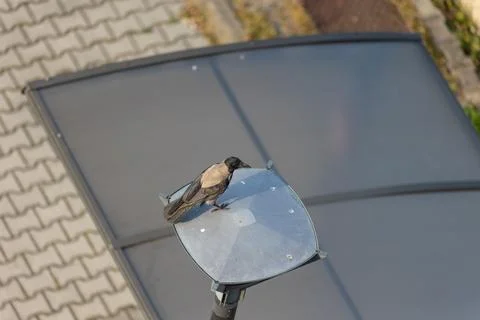 Hooded crow Stock Photos
