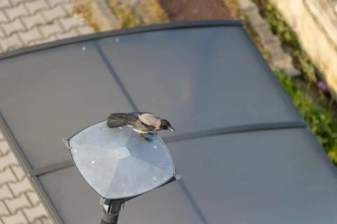 Hooded crow Stock Photos