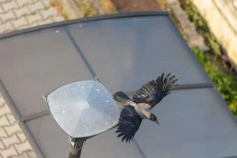 Hooded crow Stock Photos