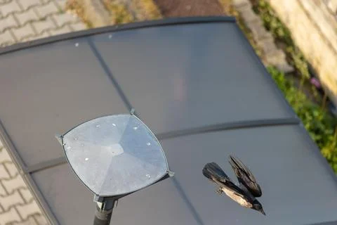 Hooded crow Foto stock