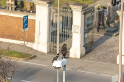 Hooded crow Stock Photos