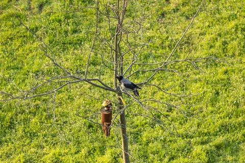 Hooded crow Stock Photos