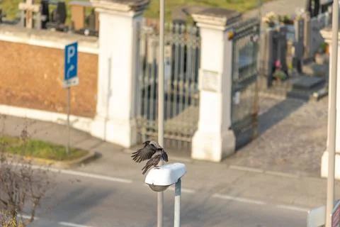 Hooded crow Stock Photos