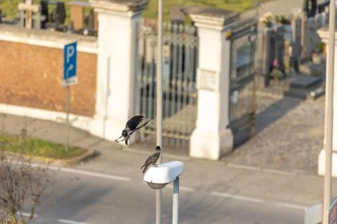 Hooded crow Stock Photos