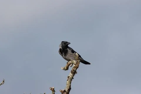 Hooded Crow Foto stock