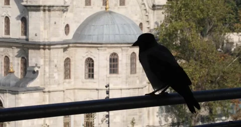 Hooded crow on railing, mosque dome blurred behind, quiet daylight Video stock 320171071