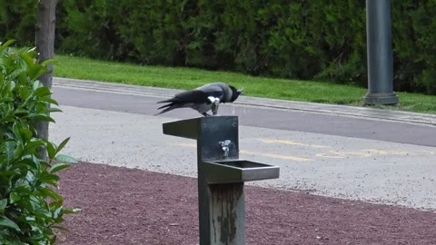 Hooded crow refreshing itself by drinking water in a park Vidéo 310250885