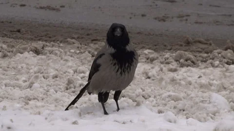 Hooded crow by the roadside. Stock Footage 58882713