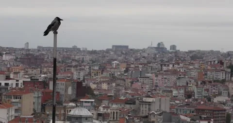 Hooded crow on rooftop pole above overcast Istanbul skyline Stock Footage 320171493