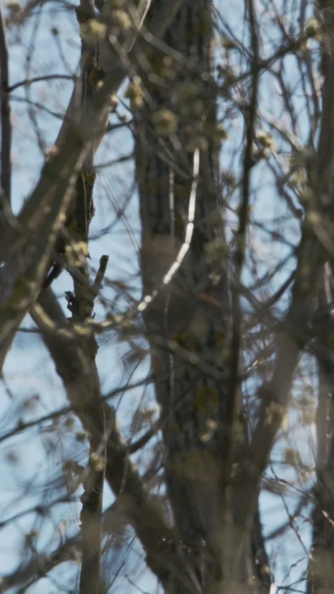 Hooded crow searching among spring branches in European forest Stock Footage 341366145