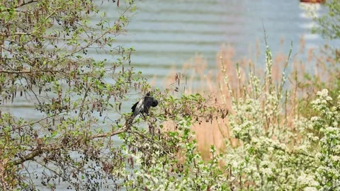 Hooded crow sits on tree and cleans feathers. Hooded crow (Corvus cornix) (al Stock Footage 218314191
