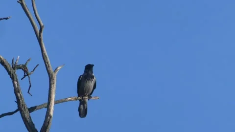 Hooded crow sitting on a bare tree branch against a clear blue sky background Stock Footage 331264194