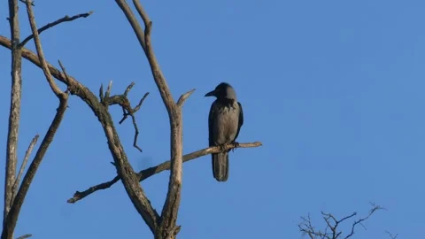 Hooded crow sitting on a bare tree branch and flying away against blue sky Stock Footage 331305517