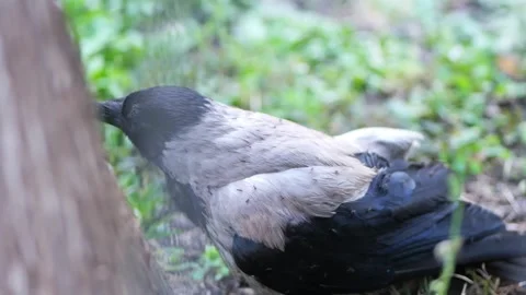 Hooded crow sitting on the ground preening its feathers 스톡 동영상 340920664