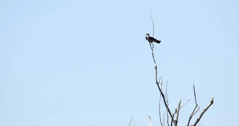 Hooded crow standing a tree Video stock 253120559