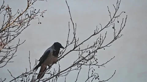 Hooded crow taking off to flight from a tree branch in slow motion Stock Footage 332610752