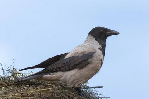 Hooded crow on top of a haystack Stock Photos