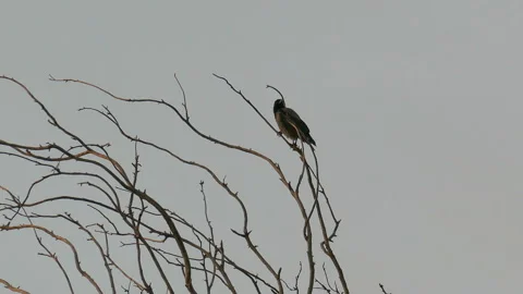 Hooded crow on top of tree at sunset Stock Footage 94443383