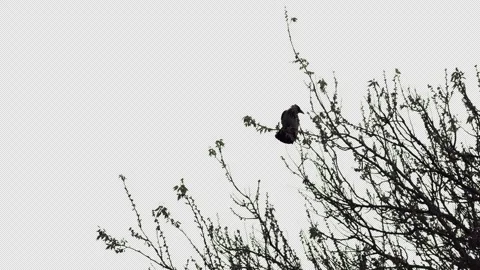 Hooded Crow on a tree branch on a clear screen. Alpha channel included Video stock 308668793