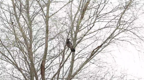 Hooded Crow in tree, Corvus corone cornix Video stock 22565517