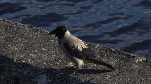 The hooded crow view in a close-up in an urban environment Stock Footage 150463524